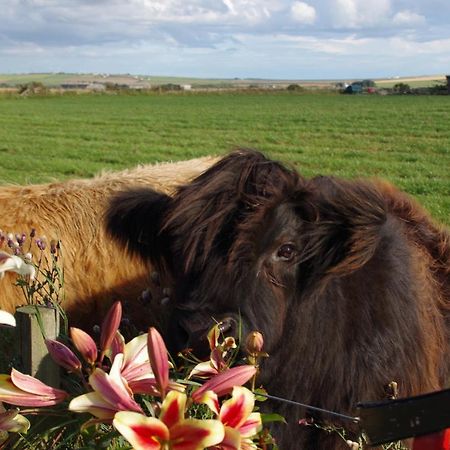 Carrig Lios Bed & Breakfast Thurso Dış mekan fotoğraf