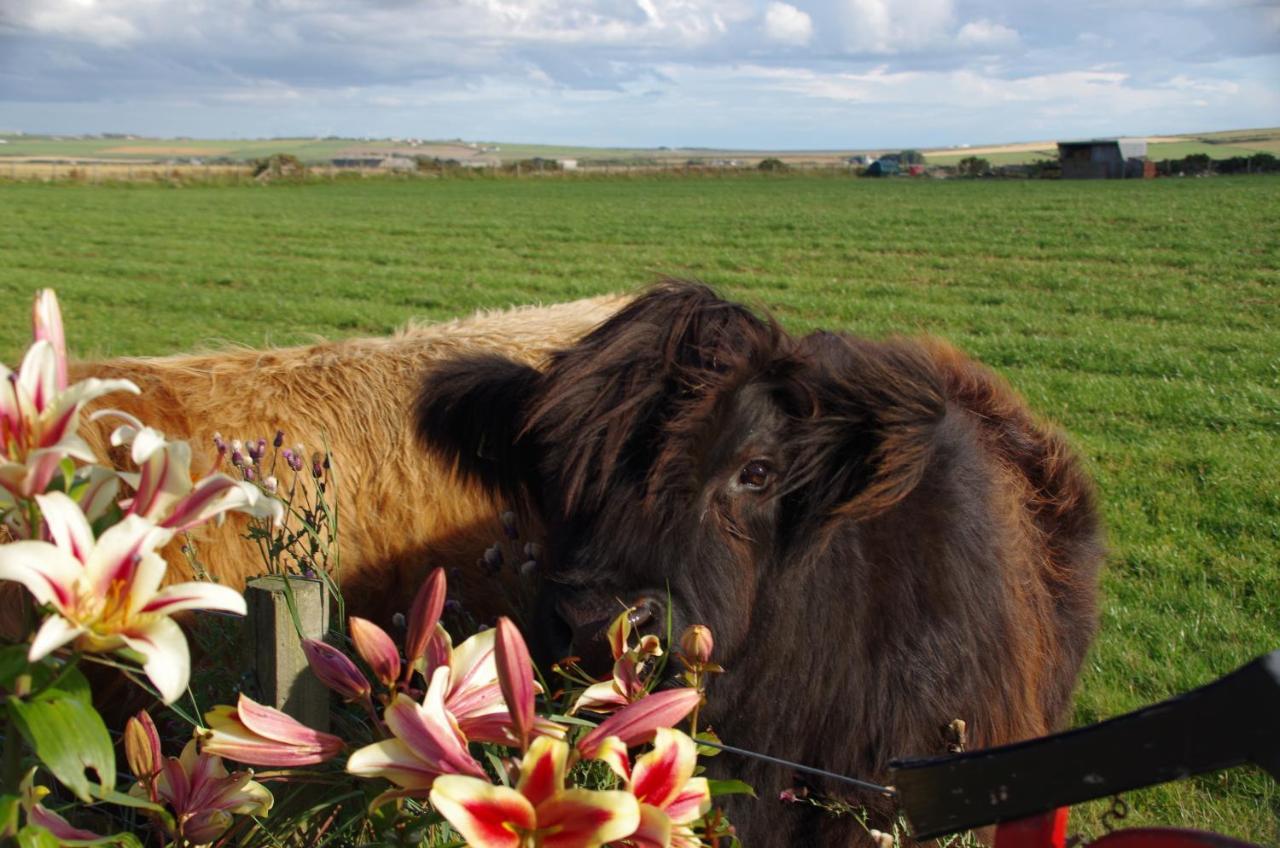 Carrig Lios Bed & Breakfast Thurso Dış mekan fotoğraf